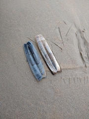 Ensis