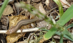 Trachylepis variegata