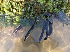 Porifera