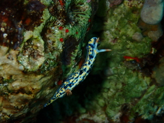 Hypselodoris infucata