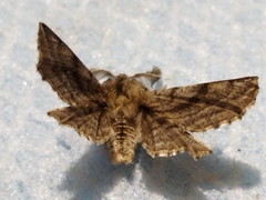 Apochima flabellaria