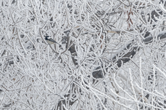 Poecile atricapillus