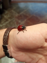 Doryphorina