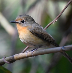 Cyornis