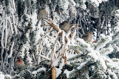 Haemorhous mexicanus