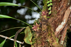 Maxillaria auyantepuiensis