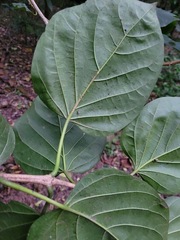 Premna serratifolia