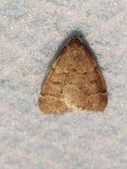 Theria rupicapraria