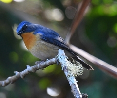 Cyornis sumatrensis