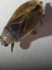 Belostoma