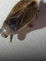 Belostoma