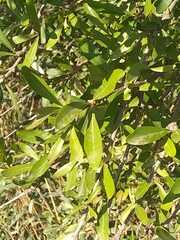 Sideroxylon obtusifolium