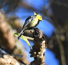 Machlolophus spilonotus