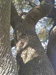 Sideroxylon obtusifolium