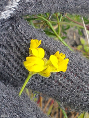 Rhynchosia ferulifolia