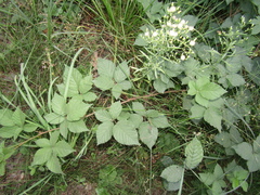 Rubus fruticosus