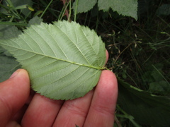 Rubus fruticosus