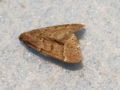 Theria rupicapraria