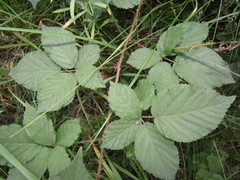 Rubus fruticosus