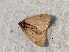 Theria rupicapraria