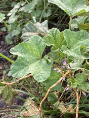 Malva nicaeensis