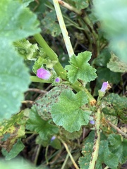 Malva nicaeensis