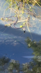 Nerodia fasciata pictiventris