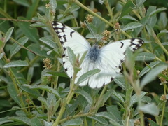 Belenois gidica abyssinica