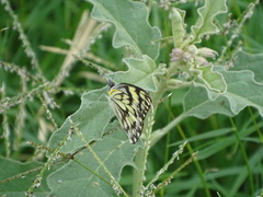 Belenois gidica abyssinica