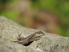 Tropidurus imbituba