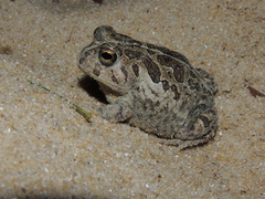 Odontophrynus maisuma