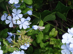 Leptotes pirithous
