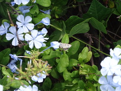 Leptotes pirithous
