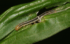 Clepsis senecionana