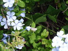 Leptotes pirithous
