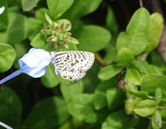 Leptotes pirithous