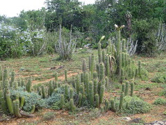 Trichocereus spachianus