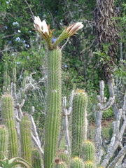 Trichocereus spachianus
