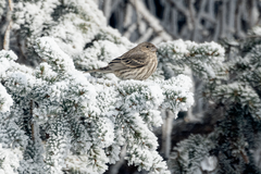 Haemorhous mexicanus