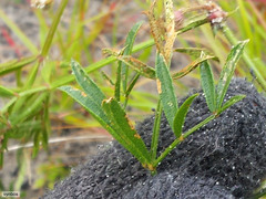 Rhynchosia ferulifolia