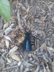 Cnemidochroma phyllopus