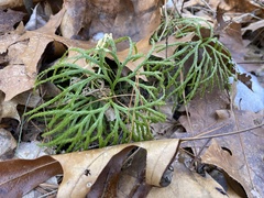 Lycopodiales