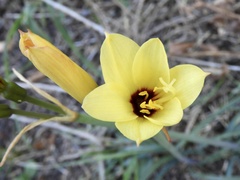 Zephyranthes gilliesiana