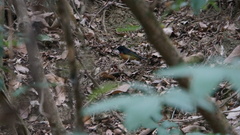 Copsychus malabaricus