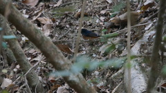 Copsychus malabaricus