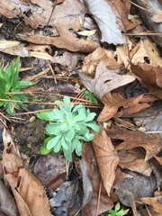 Antennaria plantaginifolia