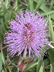 Mimosa pudica
