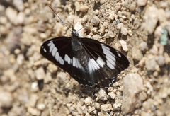 Limenitis sydyi