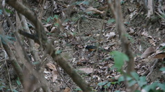 Copsychus malabaricus