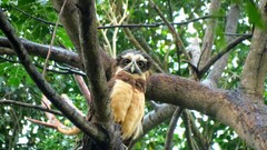 Pulsatrix perspicillata